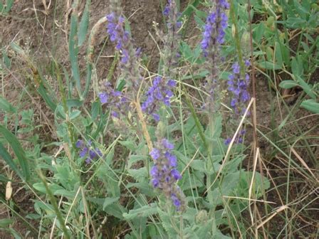 Шалфей степной (Salvia stepposa) Дикорастущие травы Краснодарского края ...