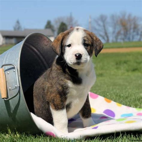 Boxer Mix Puppies For Sale | Greenfield Puppies