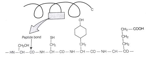 Polymer Structure Of Proteins