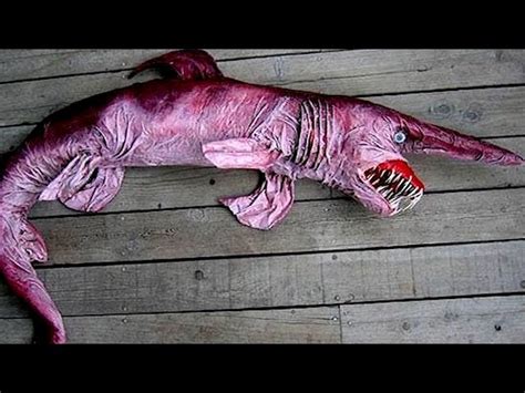 Terrifying Sea Creatures Flash Cards 的图像结果