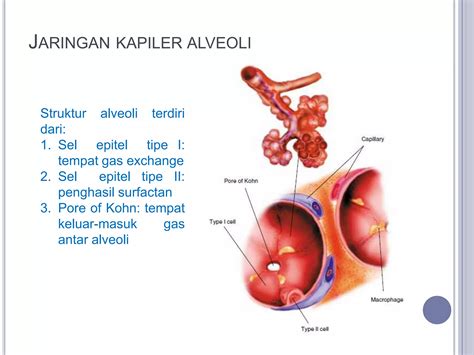 Anatomi sistem respirasi | PPT