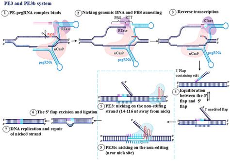 Prime Editing Driven Functional Genomics: Bridging Genotype to ...
