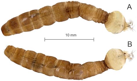 Immature Stages of Genus Hexatoma (Diptera, Limoniidae) in the Korean ...