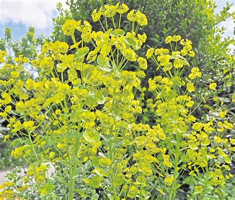 Weeding out every gardener's nightmare | Sunderland Echo - Newspaper ...