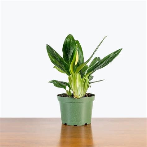 Buy Monstera Plants online from Nurserylive at lowest price.