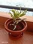 Eaglesford Dracaena Reflexa Pleomele Live Plant)/Song of India Live ...