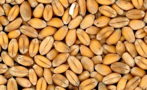 11 Manfaat Gandum: Biji-bijian Sehat, Tangkal Obesitas