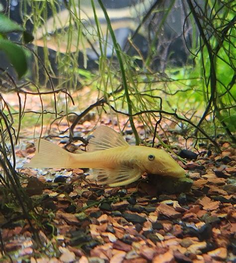 I went in to buy bird food and left with this little dude/dudette : r/Aquariums