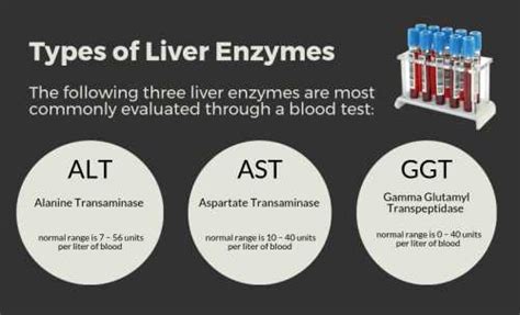Image result for Liver Enzyme Lab Test