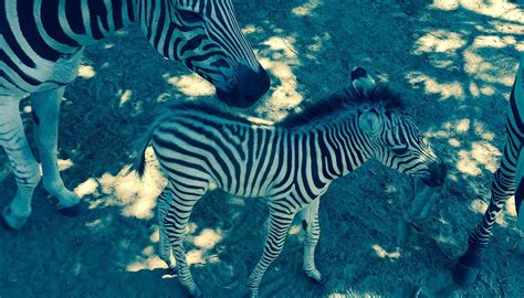 SHARKAROSA WILDLIFE RANCH - All You Need to Know BEFORE You Go 2026 ...