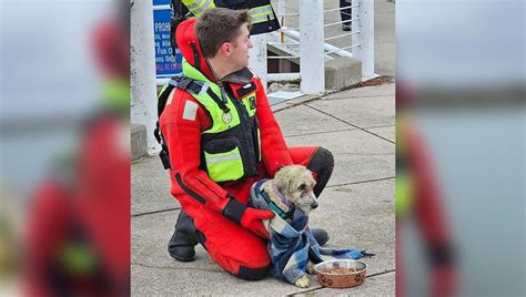 Port Washington dog rescue, missing pet found trapped in breakwall ...