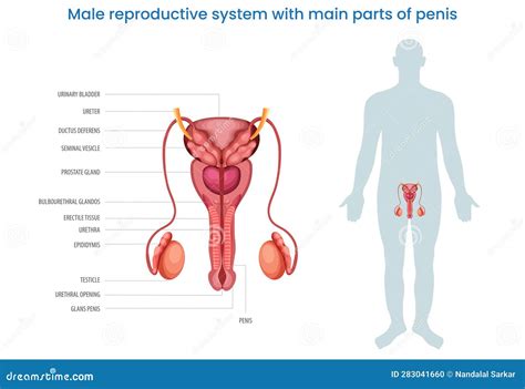 Sistema Reproductivo Masculino Con Partes Principales De Un Diagrama De ...
