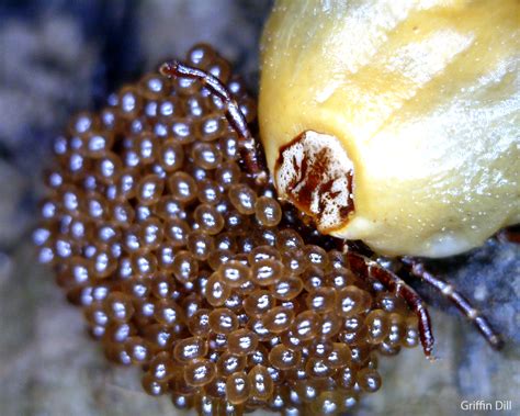 Tick Photos - Cooperative Extension: Tick Lab - University of Maine ...