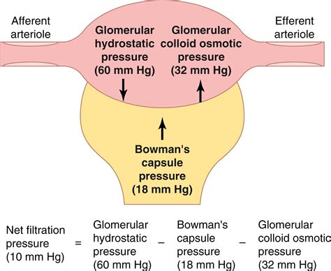 Glomerular Filtration, Renal Blood Flow, and Their Control - Clinical Tree