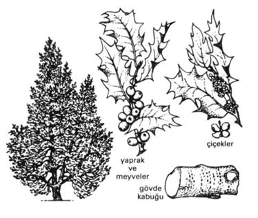 Çobanpüskülü (Ilex)