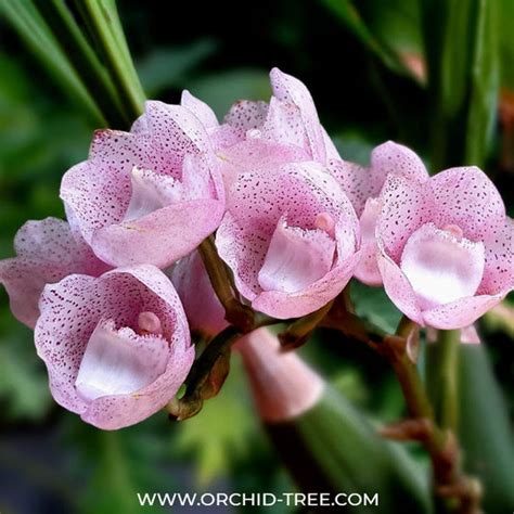 Ground Orchids – Orchid-Tree