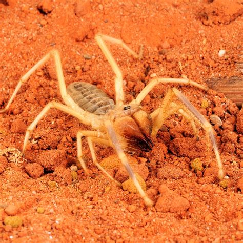 Scorpion Spider Bite