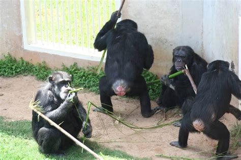 Image result for Chimps Using Sticks for Tools