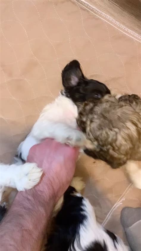 Image result for Cockapoo Training Bells