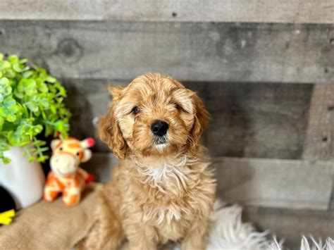 Rezultat imagine pentru Cavapoo Barking