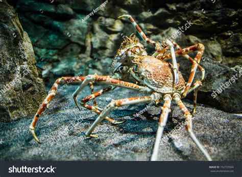 648 Giant crab spiders Images, Stock Photos & Vectors | Shutterstock