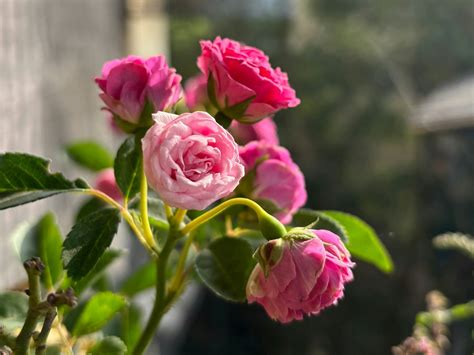 गर्मी में गुलाब के पौधे की देखभाल कैसे करें