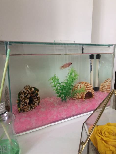 Image result for Turtle Fish Tank