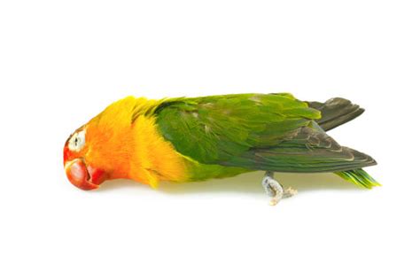 Sick Parakeet 的图像结果