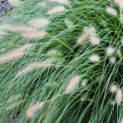 'Hameln' Fountain Grass - Buy Online at PlantsExpress.com