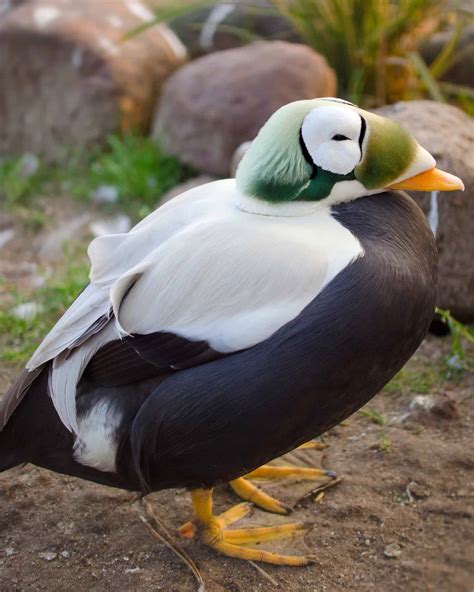 21 Unique Black and White Duck Breeds