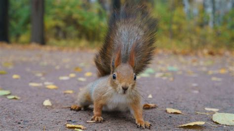 Image result for Girls Running Over Squirrels with Their Cars