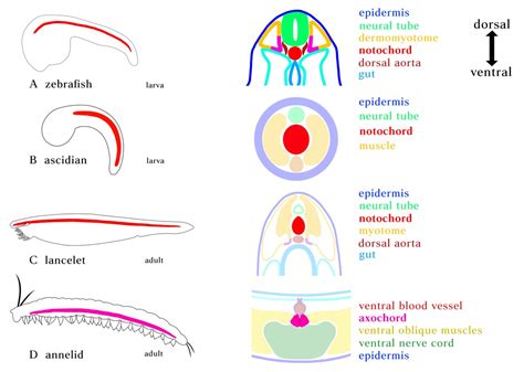 Stages Of Notochord Development Explained Simply