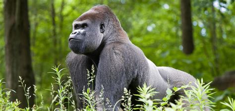 Biggest silverback gorilla - kesiliron