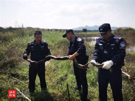 2米长野生蟒蛇被缠渔网 昌江海岸警察及时救助