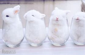 Image result for Baby Bunnies in Cups