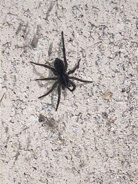 Michigan - in my garage, wolf? : r/spiders