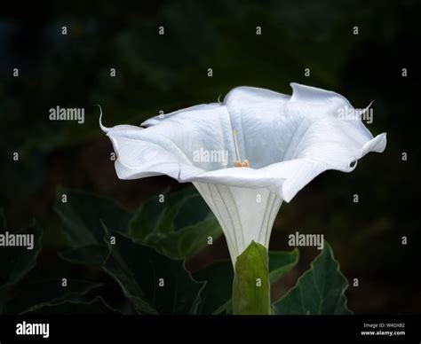 Datura wrightii, Sacred datura flower on dark background, large upright ...