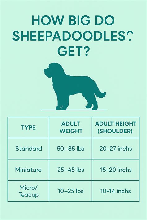 Sheepadoodle Adulte