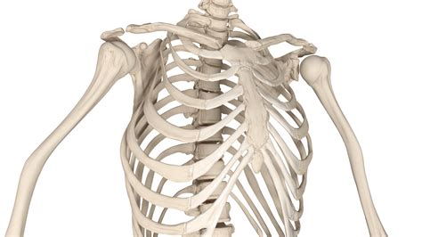 Realistic Male Full Body Anatomy 3D | 3D Molier International