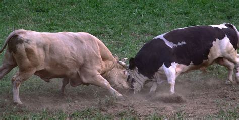 Free Images : nature, field, pasture, grazing, fight, bull, outside ...