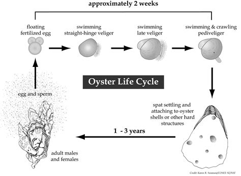 Oysters, Life cycles, Biology
