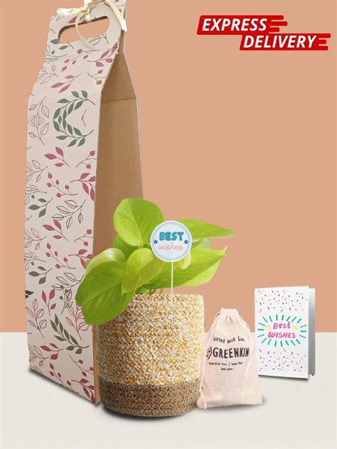Money Plant Golden Gift in Eco Pot (Medium) – Greenkin