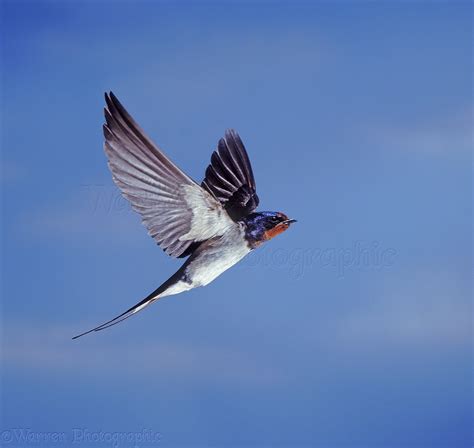 Swallow in flight photo - WP28012