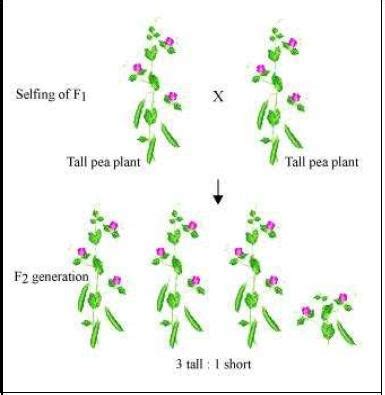Heredity and Evolution ncert solution class 10 Science