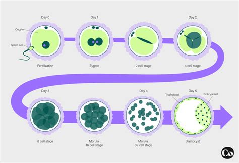 IVF Embryo Development by Stages