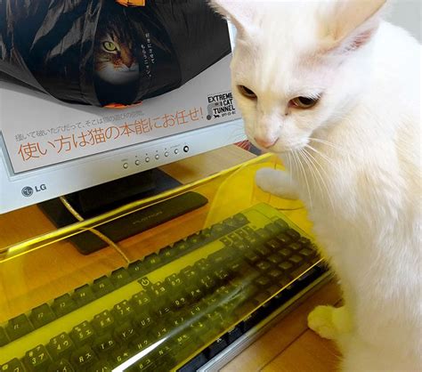 Image result for Keyboard Cat Meme