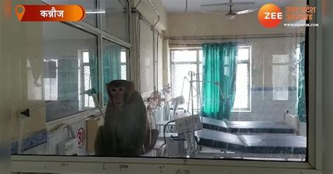 Monkey reached for treatment in UP government hospital video goes viral ...