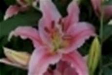 significato fiori giglio significato giglio significato dei fiori conoscere il significato fiori giglio significato giglio significato dei fiori conoscere il