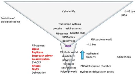 IJMS | Special Issue : Structure, Function and Evolution of the Ribosome