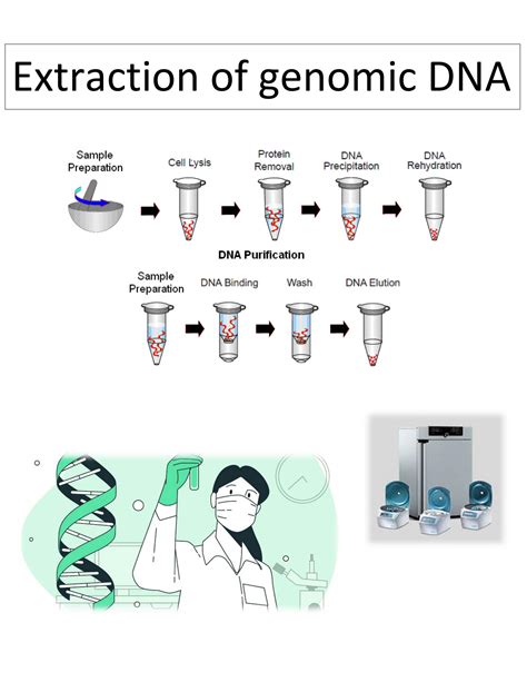 SOLUTION: Extraction of genomic dna - Studypool